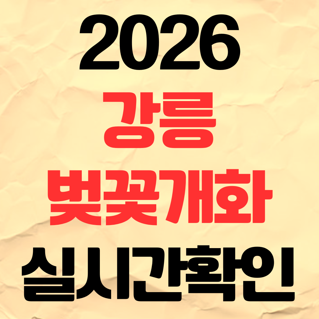 2026년 강릉 벚꽃 개화시기 실시간 확인 경포대