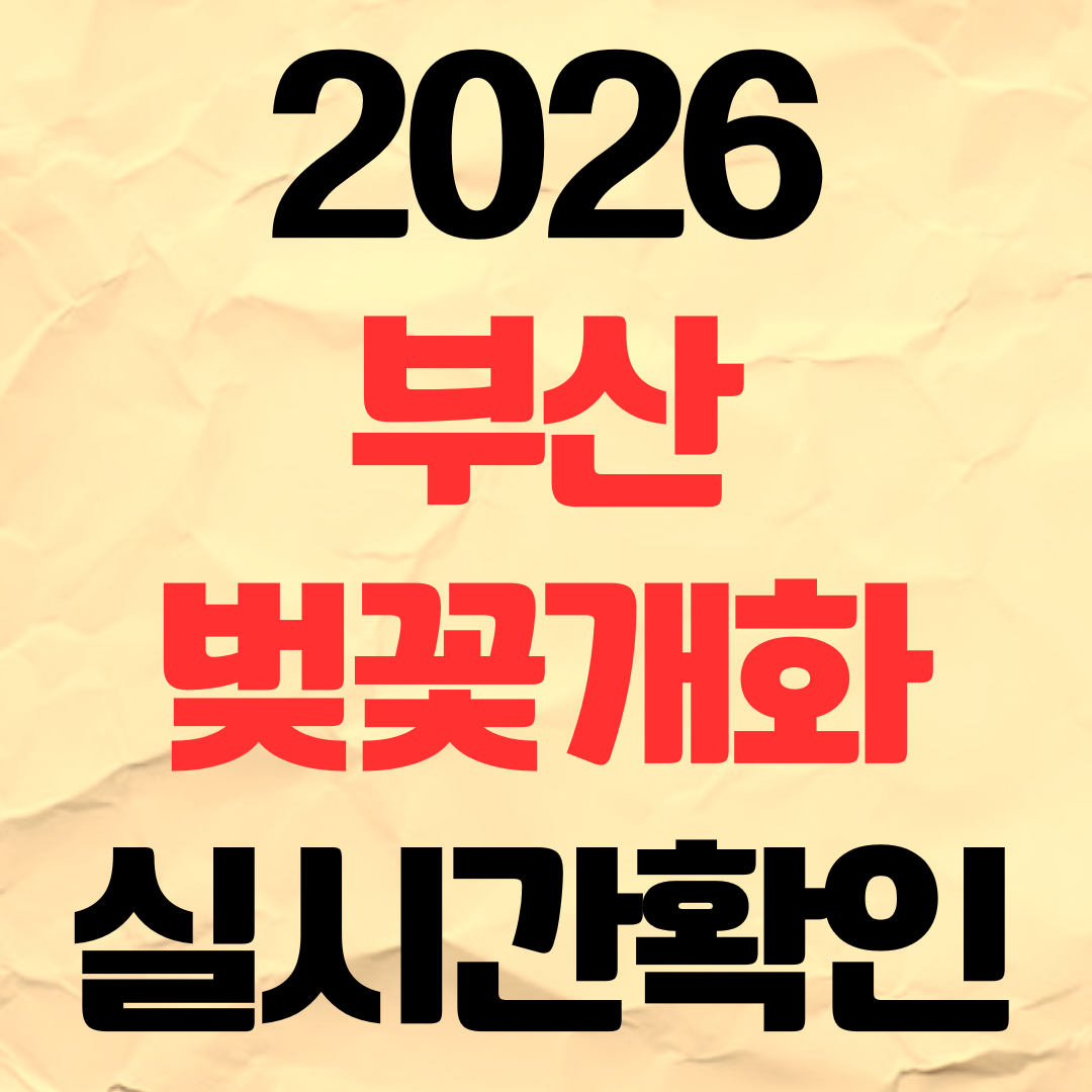2026년 부산 벚꽃 개화시기 명소 실시간 상황 확인