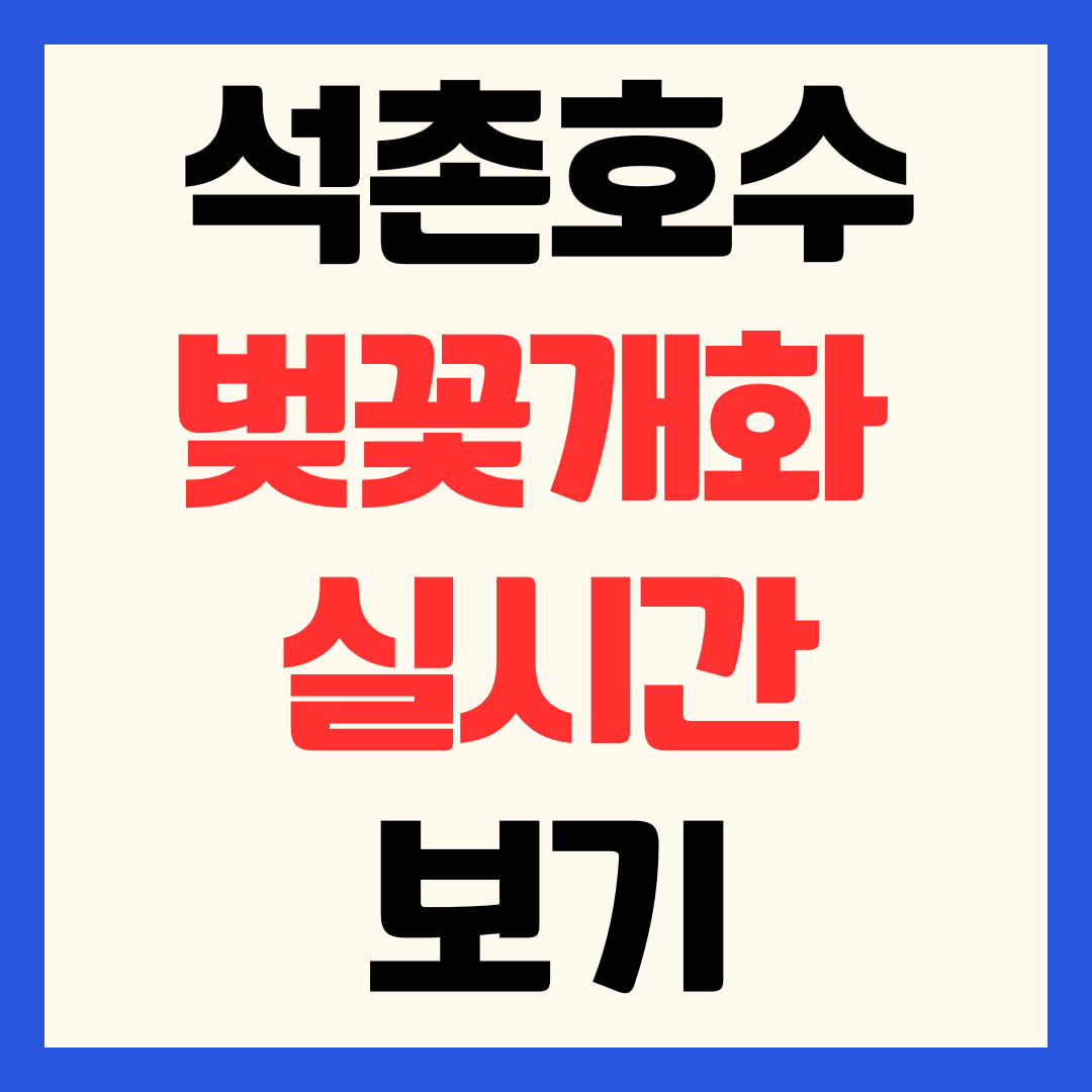 2026 석촌호수 벚꽃 개화 현황 실시간 현장 상황